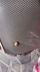 Alcimocoris japonensis