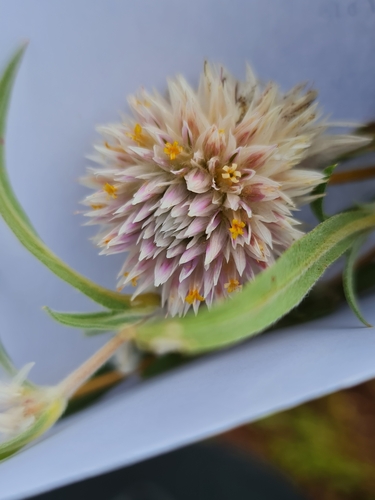 Image of Gomphrena canescens by (c) Belinda Forbes, some rights reserved (CC BY)