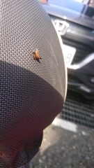 Alcimocoris japonensis