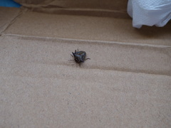 Alcimocoris japonensis