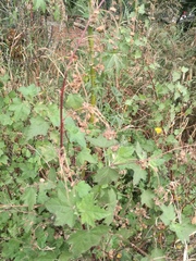 Kearnemalvastrum lacteum