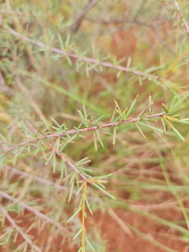 Image of Acacia tetragonophylla by (c) Belinda Forbes, some rights reserved (CC BY)