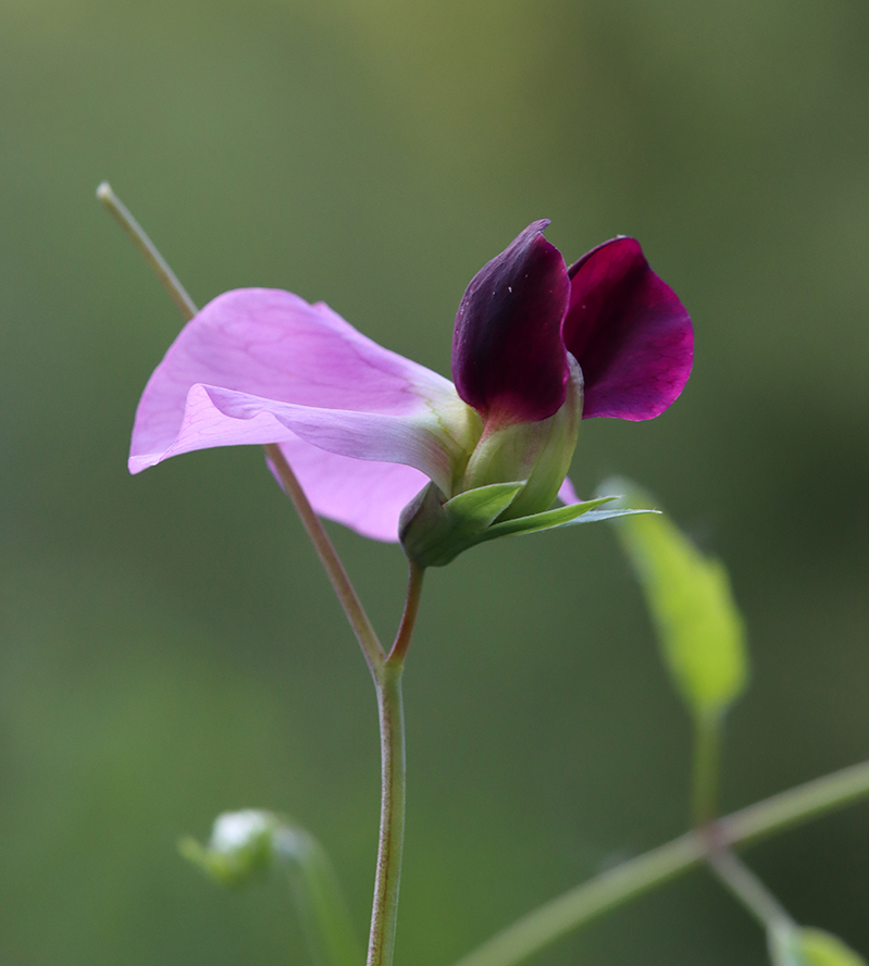 Climbing pea vines in a garden