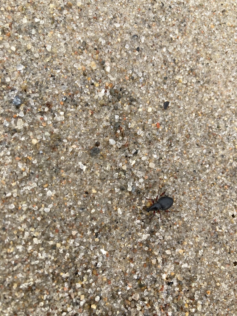 Black Marram Weevil from Kühlungsborn Strand, Mecklenburg-Vorpommern ...