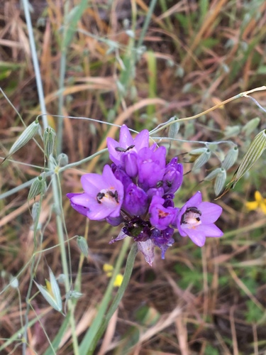 iNaturalist observation photo of blue dicks