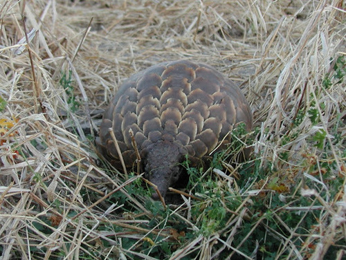 Smutsia temminckii