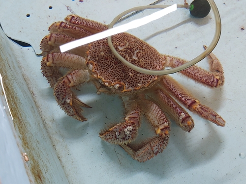 Erimacrus isenbeckii observed 2024-02-16
