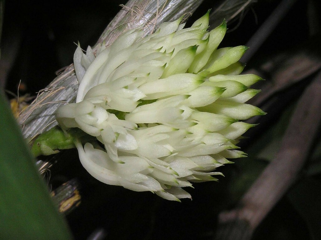 Dendrobium capituliflorum Rolfe