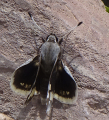 Megathymus yuccae