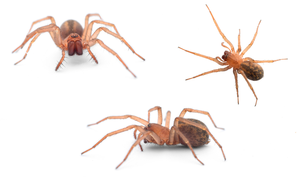 Eratigena bucculenta