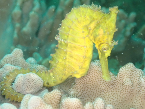 Hoogkroon-zeepaardje (Hippocampus procerus) — Syngnathidae
