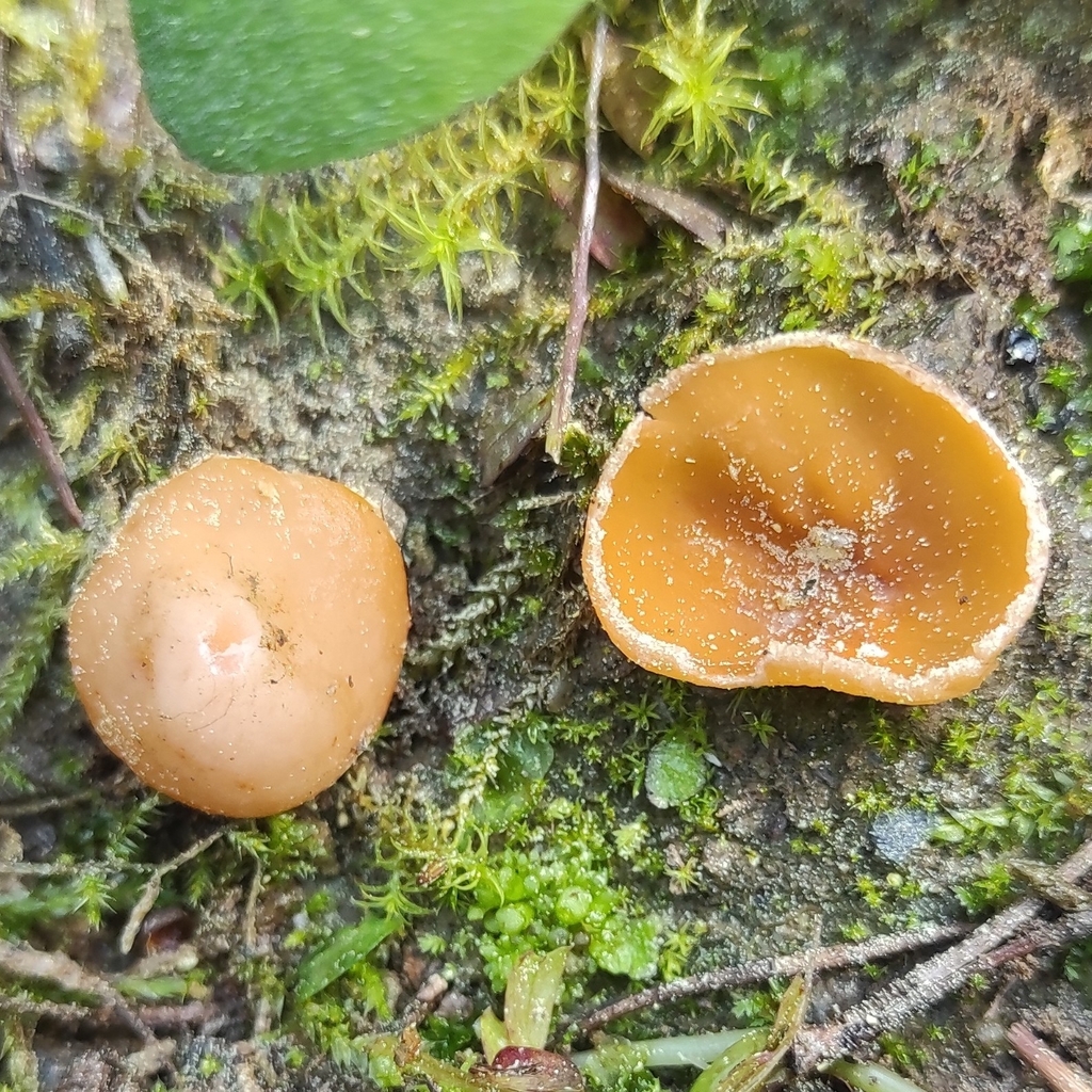 Geopyxis foetida