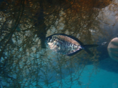 Black driftfish (Psenes cyanophrys) — Nomeidae — 5