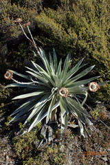 Celmisia semicordata