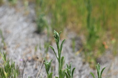 Micropus californicus