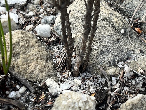 Image of Zyrphelis spathulata by (c) Charleen Brunke, some rights reserved (CC BY)