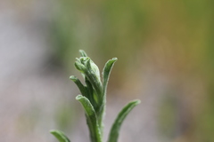 Micropus californicus