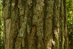 Cedrela fissilis