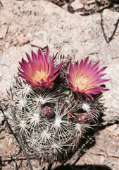 Escobaria alversonii