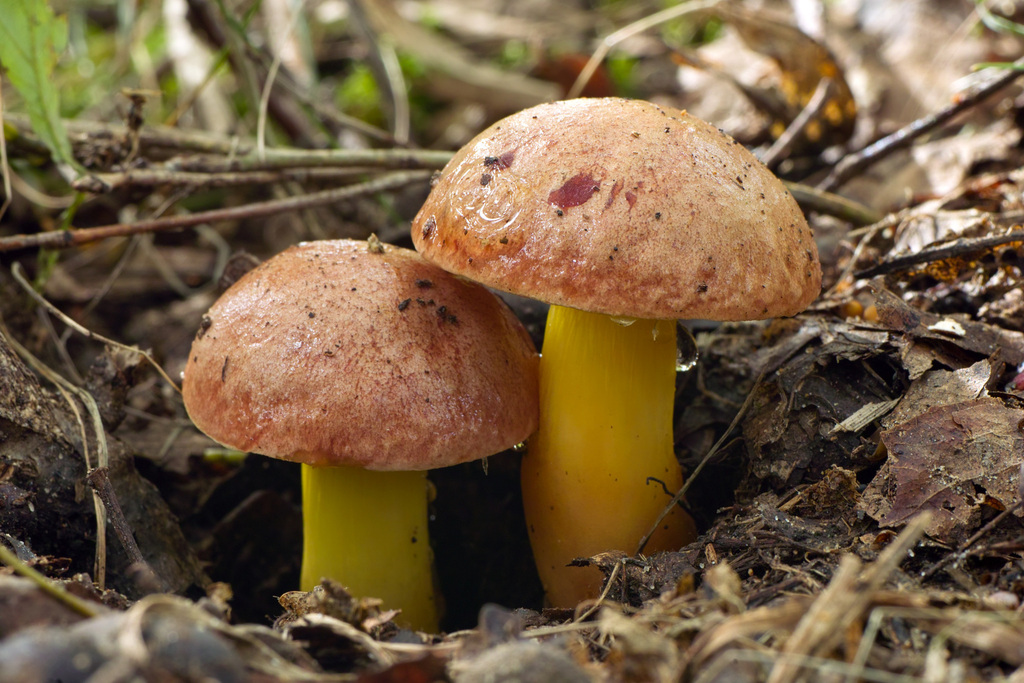 Gilded Bolete