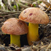 Gilded Bolete - Photo (c) Xth-Floor, some rights reserved (CC BY-SA)
