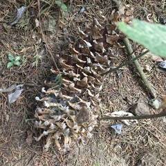 Pinus ayacahuite