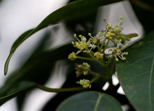 Image of Acer sino by no rights reserved