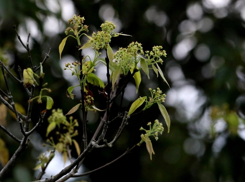Image of Acer sino by no rights reserved