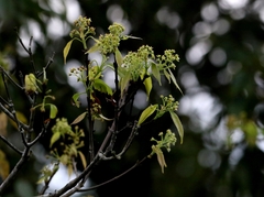 Acer sino-oblongum, photograph author not stated, no rights reserved
