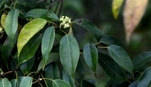 Acer sino-oblongum, photograph 6