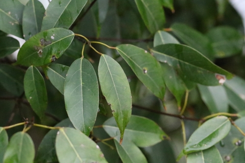 Image of Acer sino by no rights reserved