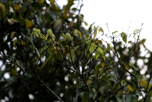 Image of Acer sino by no rights reserved