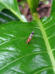 Stratiomyomorpha
