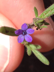 Allophyllum gilioides violaceum