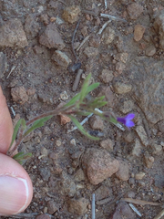 Allophyllum gilioides violaceum