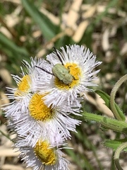 Hoplia communis