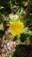Taraxacum officinale