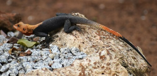 Peters's Rock Agama