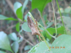 Melucha quadrivittis