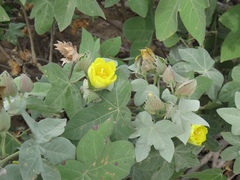 Gossypium tomentosum
