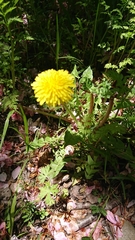 Taraxacum officinale