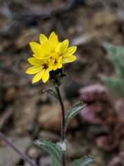 Lessingia tenuis