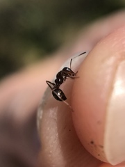 Formica subpolita