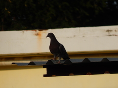 Columba livia domestica