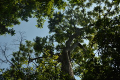 Cecropia adenopus
