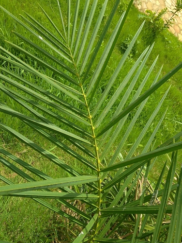 Foto de Ráfia