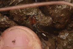 Odontomachus erythrocephalus