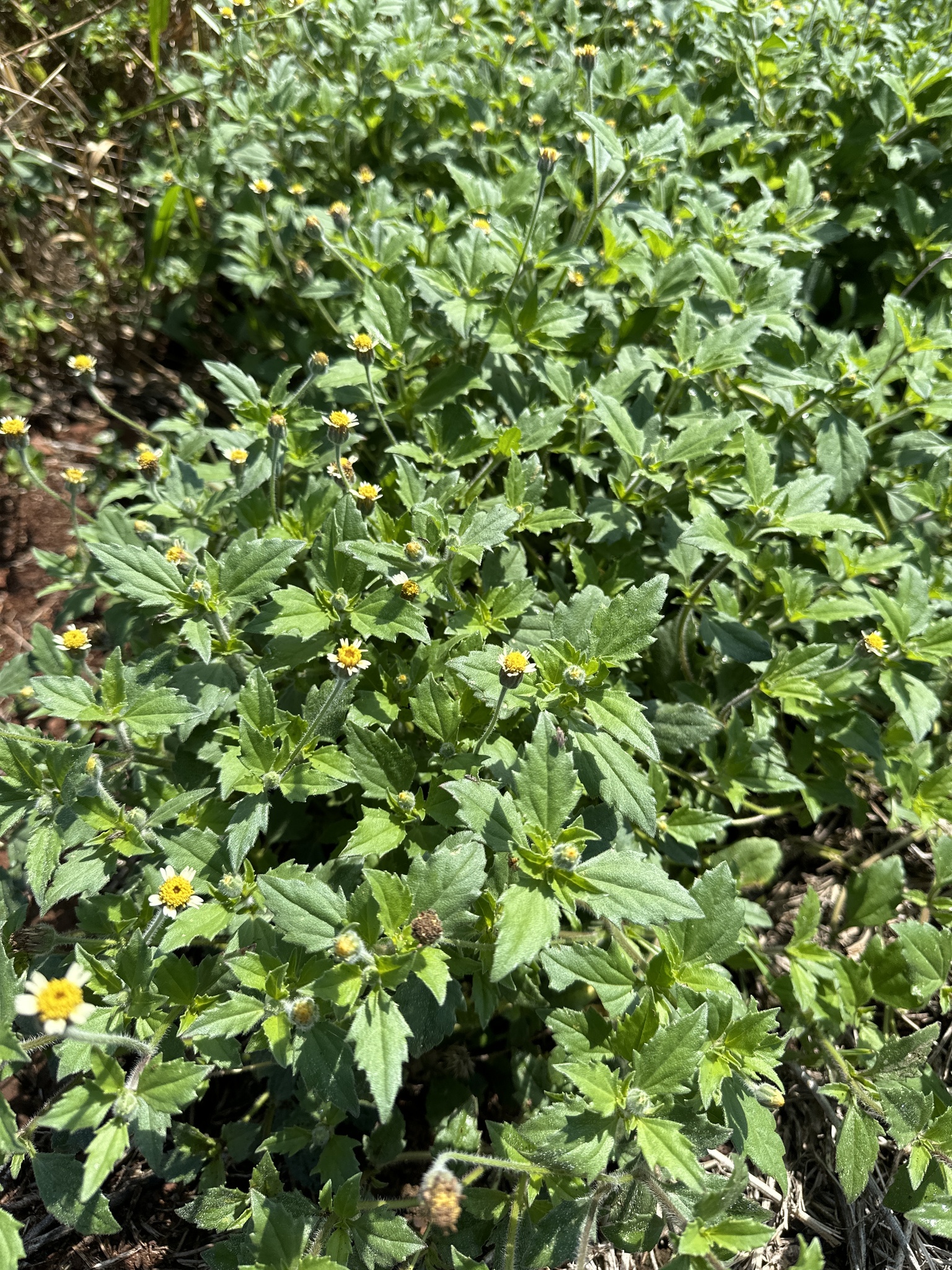 Tridax procumbens
