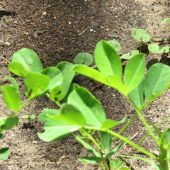 Arachis glabrata