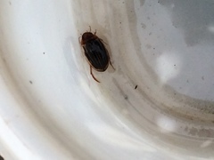 Agabus disintegratus